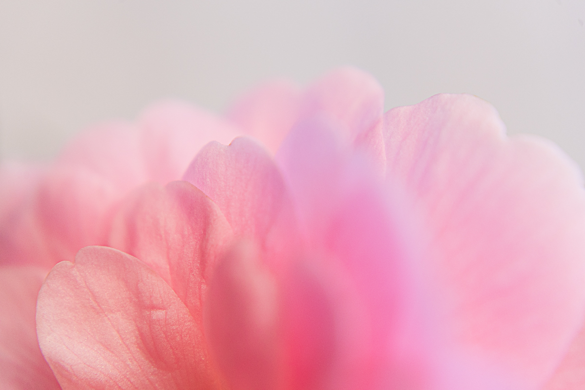 Camaïeu rose