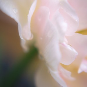 Fragile beauté est une sublime oeuvre photographique de l'artiste Anne-Laure Boisseau. Des pétales mouillés de tulipe, fragiles et délicats brillent de toute leur splendeur. Onctueuse et épanouie elle dévoile toute sa beauté, où la pluie y a perlée.