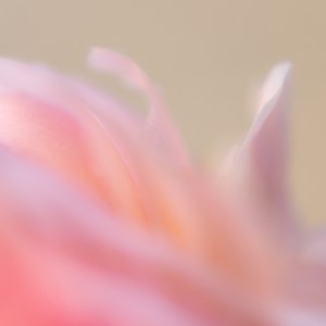 L'oeuvre photographique "Flamant rose" d'Anne-Laure Boisseau, est une belle et étonnante photographie donnant une expression animalière à une fleur de camélia. Très douce et épurée l'image met en valeur la beauté et la délicatesse des pétales de la fleur, dont la posture et le camaieu de rose font immédiatement penser au plumage d'un flamant rose.