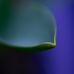 Photographie fine art d’une feuille de tulipe en forme de coque protectrice. Image minimaliste et délicate signée Anne-Laure Boisseau.