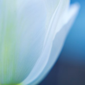"Petales de tulipe" est une delicate macro photographie minimaliste. Les somptueux pétales blancs de la fleur s'épanouissent et prennent graphiquement toute leur place sur un joli fond bleu.