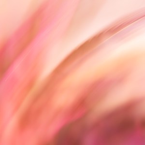 "Plumes vegetales" est une photographie d'art abstraite qui transforme une nouvelle fois la flore en faune. Réalisée grâce à la technique d'ICM, les feuilles d'érables aux couleurs d'automnes deviennent de belles plumes roses en mouvement. Le flou ambiant et les teintes chaleureuses renforcent l'effet pictural de l'image, comme une symphonie musicale qui vient harmoniser l'ensemble.