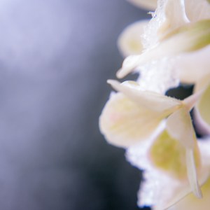 Soleil d'hiver est une photographie délicate pleine de douceur qui met la nature à l'honneur. Dans cette oeuvre, l'artiste photographe Anne-Laure Boisseau soigne l'harmonie des couleurs et la sensation picturale de l'image, mais intègre également la perception visible de la lumière représenté en un joli bokeh de rond blanc. La beauté de la nature, s'illumine alors en cette fleur résiliente, si fragile sous la neige. Sa lumière douce et délicate suffit à éblouir notre journée comme un doux rayon de soleil en hiver.