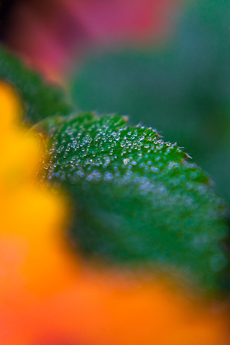 Vibrance automnale