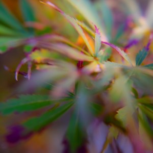Photographie fine art d’un érable du Japon en automne, aux couleurs pourpre, vert et doré, par Anne-Laure Boisseau.