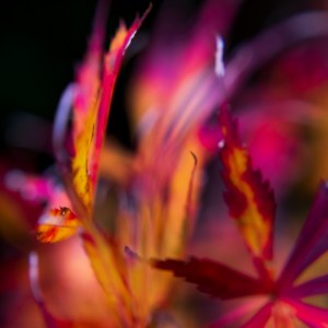 “Carnavalesque” est une véritable célébration visuelle de la nature, un tableau vivant où des feuilles d’érable se transforment en danseurs éthérés. L’artiste capture l’essence fugace de l’automne avec une maîtrise picturale, où chaque feuille devient une note de couleur dans une partition vibrante. Les teintes jaunes et roses, audacieusement contrastées sur le noir abyssal, invitent à la fête, à la danse.