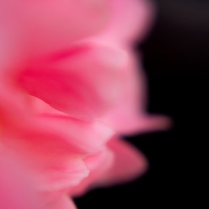 Oeuvre d'art photographique dénommée Enchanteresse. Par cette image minimaliste en noir et rose, Anne-Laure Boisseau nous montre la beauté sensuelle de la nature. Par son flou artistique enveloppant, deux pétales en arrière plan évoquent une bouche, comme un tendre bisou. Cette vibrante et surprenante photographie macro nous emmène dans une rêverie sensuelle et enivrante.