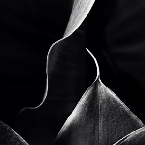 Photographie en noir et blanc d’un ensemble de feuilles d’arum, transformées par un jeu d’ombre et de lumière, créant une composition graphique et minimaliste. Chaque élément semble flotter en aplat, offrant une vision presque sculpturale de la nature.