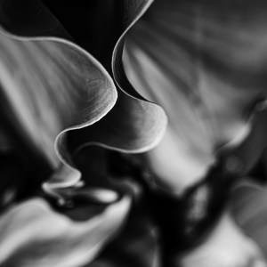 Courbures florales est une photographie d'art inspirante. Elle présente une composition en noir et blanc où des feuilles d’arum révèlent des courbes délicates et élégantes. Jouant de l'espace et de la lumière, l'ensemble forme une harmonie visuelle qui évoque une fleur abstraite, créant un effet visuel apaisant et poétique.