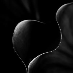 Silhouette gracieuse évoquant un héron sous un croissant de lune, créée à partir de feuilles d'arum éclairées par un subtil jeu d'ombres et de lumière. L'image joue avec la perception entre réalité et abstraction, sur fond noir profond.