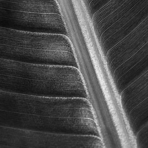 Photographie artistique d’une feuille de bananier aux nervures graphiques, contrastant sur un fond sombre. Un jeu de lumière et de texture sublime l’essence délicate de la nature.