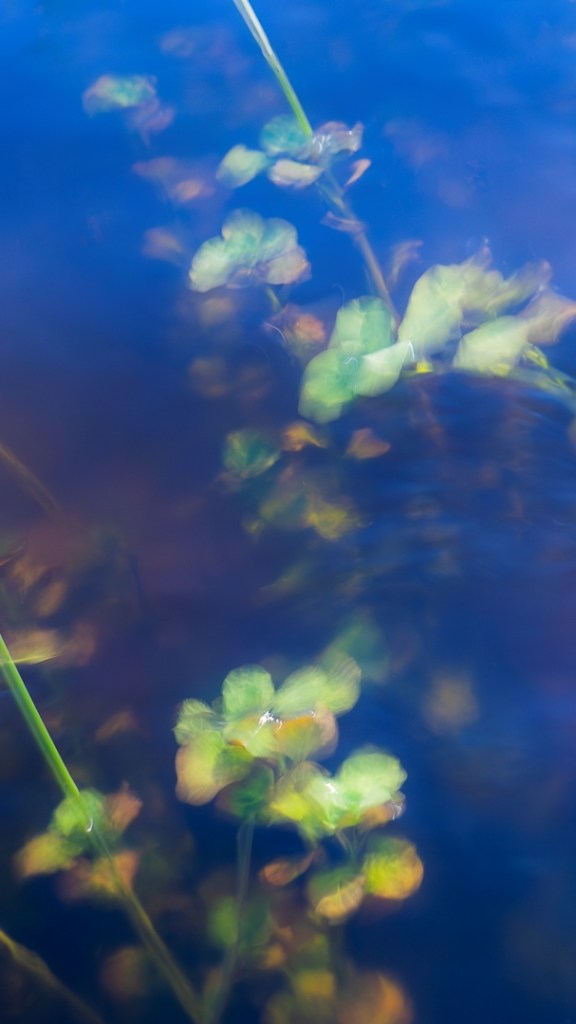 Photographie artistique contemporaine de paysage aquatique par Anne-Laure Boisseau, intitulée Jardin aquatique, inspirée des Nymphéas de Monet.