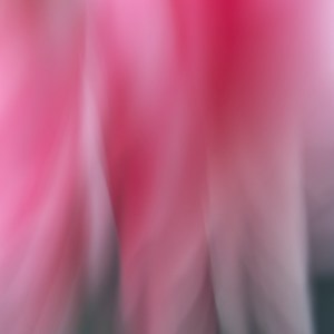 Ballet d’ouverture photographie d'art de la série Murmure par Anne-Laure Boisseau. Levée de rideau florale en entrechat, floue et ascendante, qui ouvre silencieusement un passage vers un monde intérieur, délicat et encore inexploré.