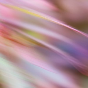 Rave végétale, art photographie de la série Murmure par Anne-Laure Boisseau. Fulgurance de couleurs végétales dans un désordre chorégraphié, pulsant comme un feu d’artifice organique, entre énergie et abstraction.