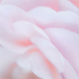 Nuages roses est une douce photographie d'art graphique et monochrome. Elle joue des formes et de la douceur des pétales roses pales d'un camélia. Comme un aplat de nuages harmonieux qui se détachent du cœur de la fleur.