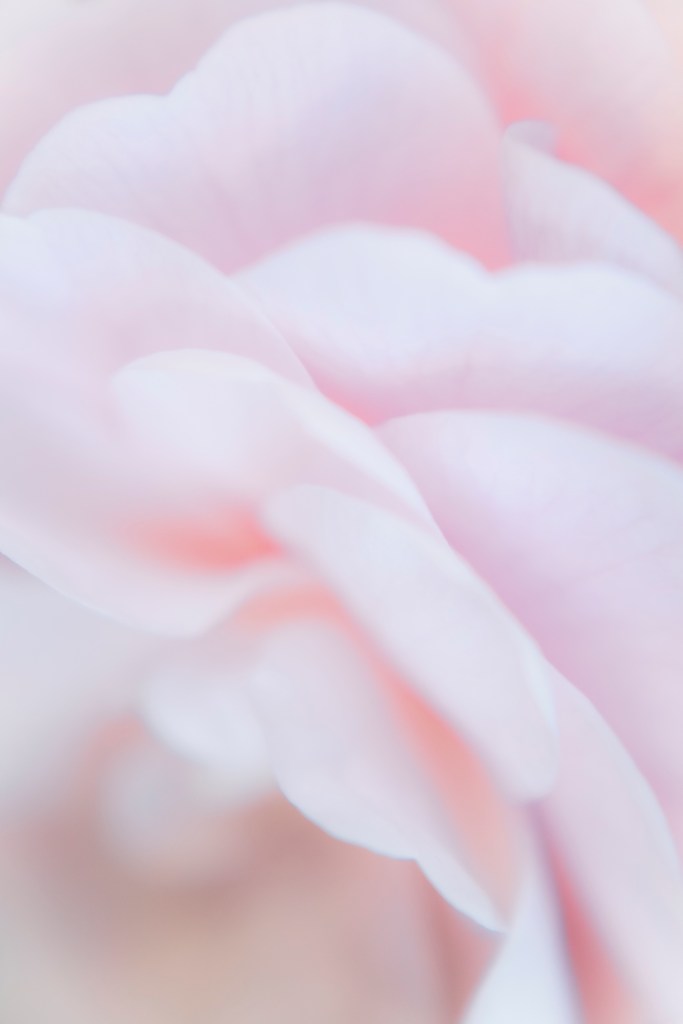 Nuages roses est une douce photographie d'art graphique et monochrome. Elle joue des formes et de la douceur des pétales roses pales d'un camélia. Comme un aplat de nuages harmonieux qui se détachent du cœur de la fleur.