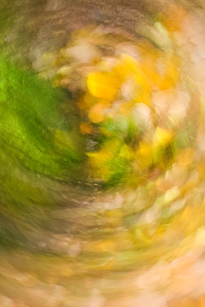 Rayonnante fugacité, œuvre photographique lumineuse et picturale. Réalisée en tourbillon avec un tapis de feuilles mortes au sol dans des teintes jaunes et vertes. Elle représente le changement de saison, l'hiver qui chasse l'automne.